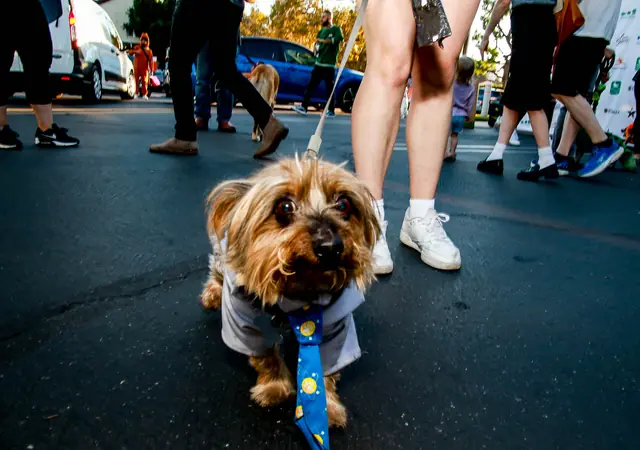 Yorkie in a shirt and tie at the Community Howl