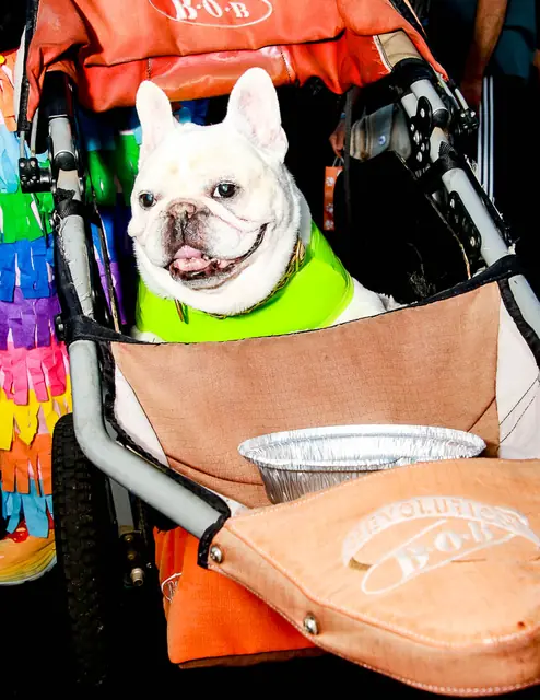 French bulldog riding in a stroller